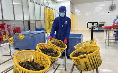 Shrimp Processing Procedure